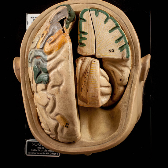 IES_ISABELLACATOLICA_ANATOMIA_012