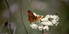 C-blanca (Polygonia c-album)