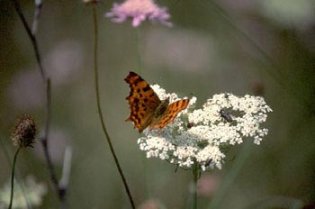 C-blanca (Polygonia c-album)