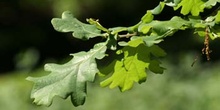 Carvallo - Hoja (Quercus robur)