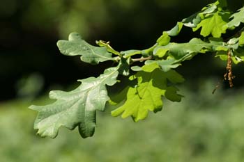 Carvallo - Hoja (Quercus robur)