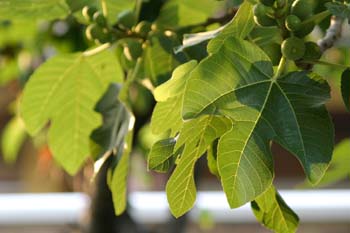 Higuera - Hojas (Ficus carica)