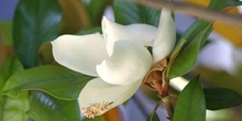 Magnolio - Flor  (Magnolia grandiflora)