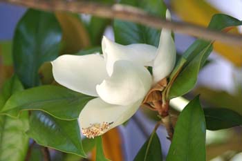 Magnolio - Flor  (Magnolia grandiflora)