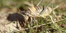 Chicharra (Ephippiger sp.)