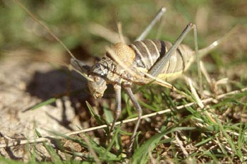 Chicharra (Ephippiger sp.)