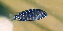 Ciclido africano (Tropheus duboisi)