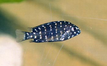 Ciclido africano (Tropheus duboisi)