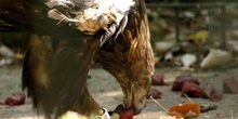 águila real (Aquila chrysaetos)