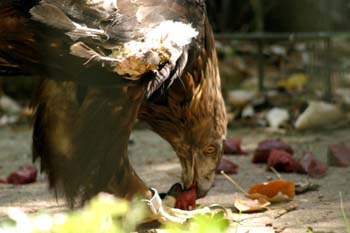 águila real (Aquila chrysaetos)