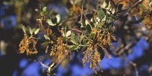 Encina - Flor masc. (Quercus ilex)