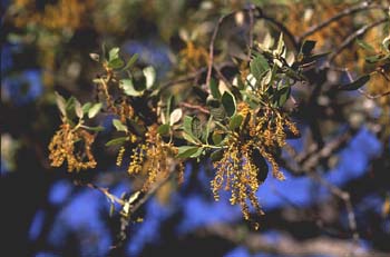 Encina - Flor masc. (Quercus ilex)