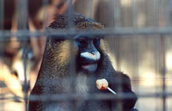 Mono (Primates Orden)