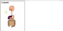El proceso digestivo 2