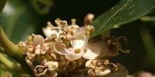 Acebo - Flores (Ilex aquifolium)