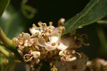 Acebo - Flores (Ilex aquifolium)
