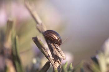 Crysomela cerealis