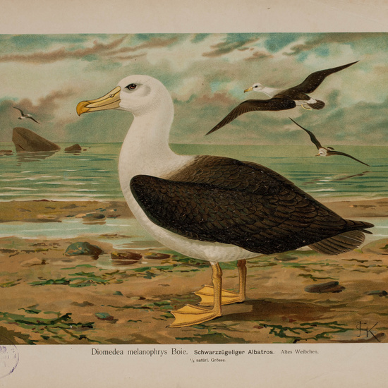 IES_CARDENALCISNEROS_AVES_LAMINAS_124