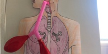 Respiratory System 3rd Grade