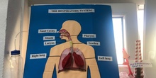Respiratory System 3rd Grade