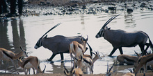 Orix en el agua, Namibia
