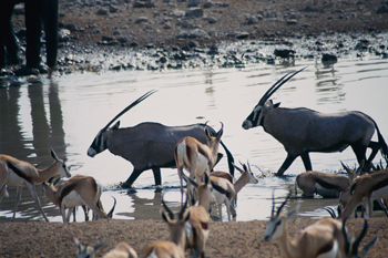 Orix en el agua, Namibia