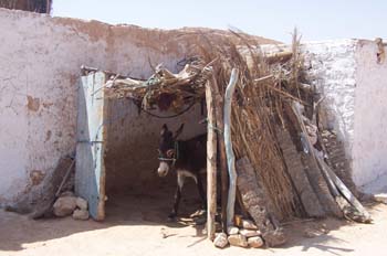 Burro, Matmata, Túnez