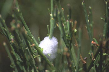 Cigarra espumadora (Philaenus sp)