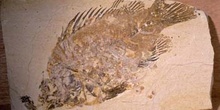 Priscacara serrata (Peces) Eoceno