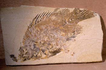 Priscacara serrata (Peces) Eoceno