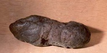 Excremento fósil de Caimán (Coprolito) Oligoceno