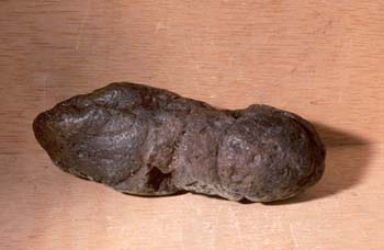 Excremento fósil de Caimán (Coprolito) Oligoceno