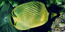 Pez mariposa (Chaetodon sp.)