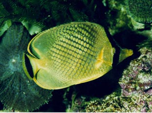 Pez mariposa (Chaetodon sp.)