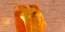Díptero en ámbar (Insectos) Oligoceno