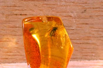 Díptero en ámbar (Insectos) Oligoceno