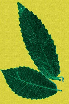 Aterciopeladas, sobre fondo de tela