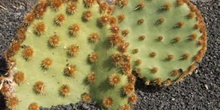 Opuntia aciculata