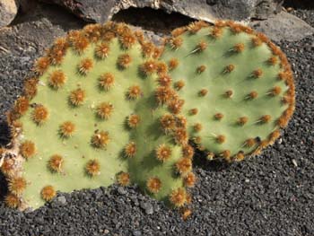 Opuntia aciculata