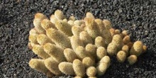 Mammillaria elongata