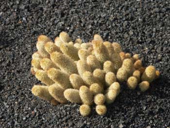 Mammillaria elongata