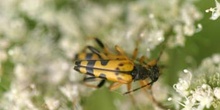 Ruptela maculata