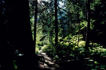 Bosque en las Montañas Rocosas