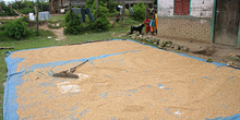Secando arroz, Batak, Sumatra, Indonesia