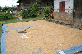 Secando arroz, Batak, Sumatra, Indonesia