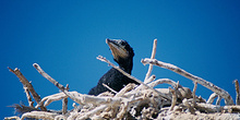 Cría de cormorán, Namibia