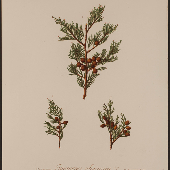 IES_CARDENALCISNEROS_HERBARIO_059