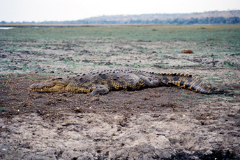 Cocodrilo de perfil, Botswana