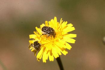 Tropinota squalida