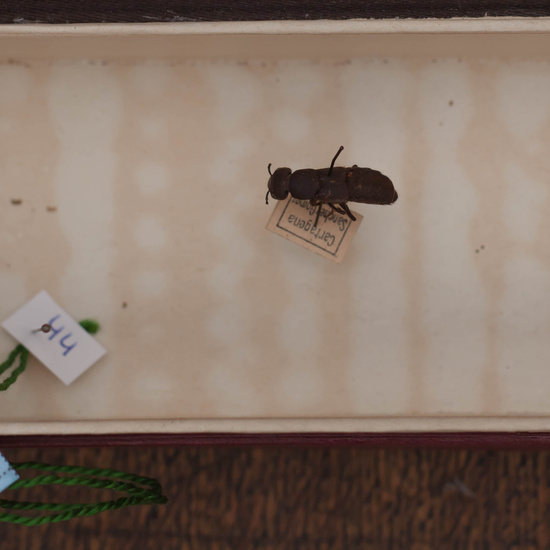 IES_CARDENALCISNEROS_Insectos_019